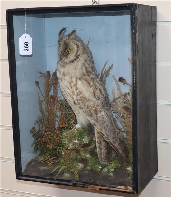 A cased taxidermic Eurasian eagle-owl